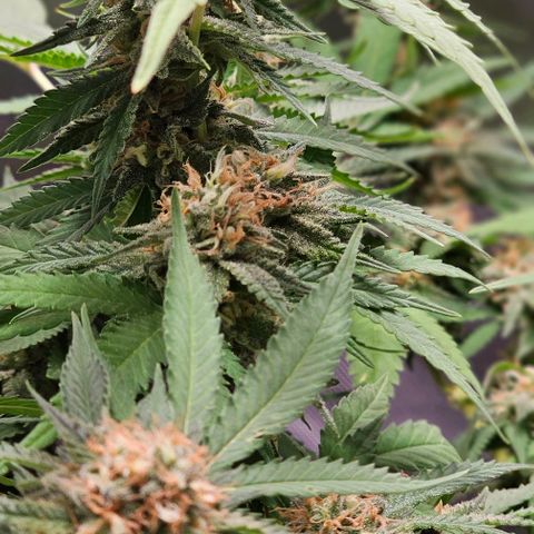 Super Orange Glue growlog timeline photo