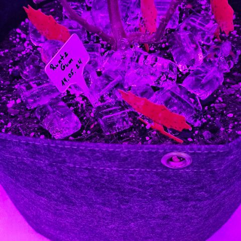Runtz Gum growlog timeline photo