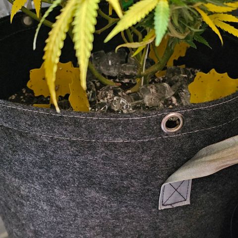 Super Orange Glue growlog timeline photo