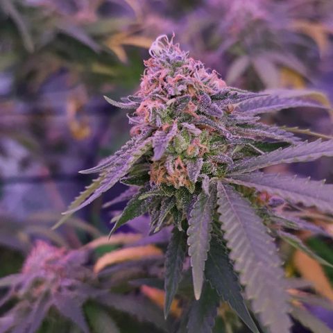 Super Orange Glue growlog timeline photo