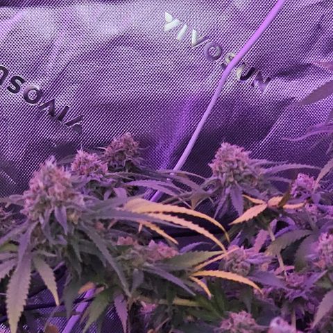 Super Orange Glue growlog timeline photo