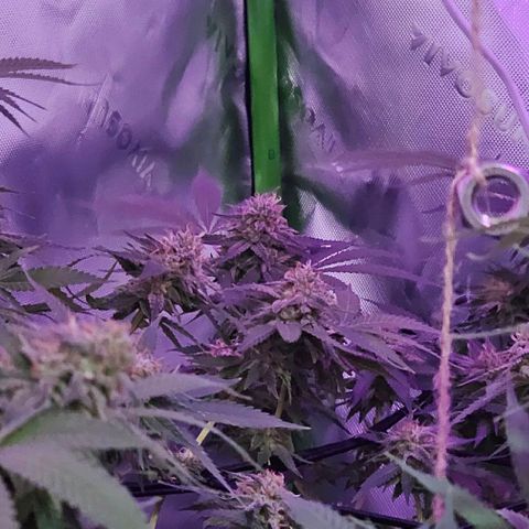 Amnesia Haze growlog timeline photo