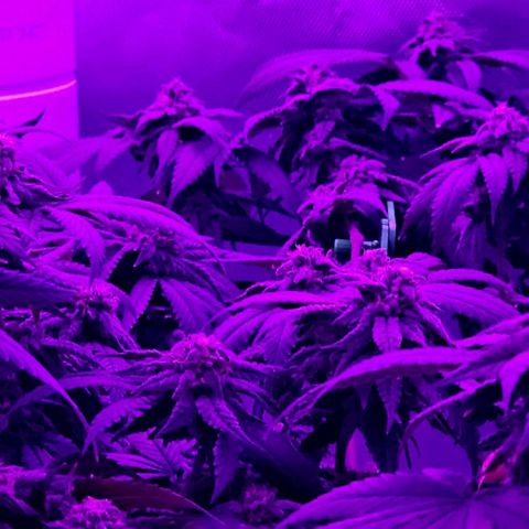 Runtz Gum growlog timeline photo