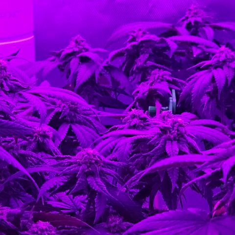 Runtz Gum growlog timeline photo