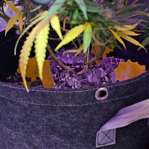 Super Orange Glue growlog timeline photo