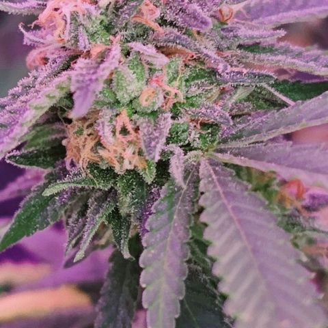 Super Orange Glue growlog timeline photo