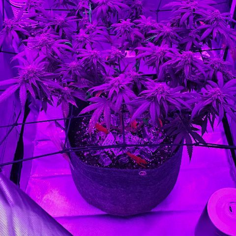Runtz Gum growlog timeline photo