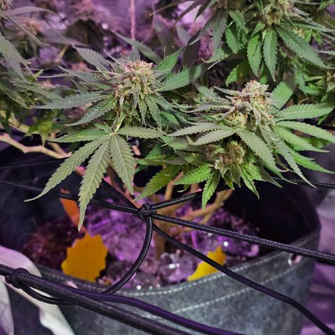 Amnesia Haze growlog timeline photo