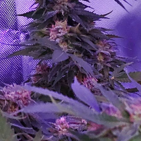 Amnesia Haze growlog timeline photo