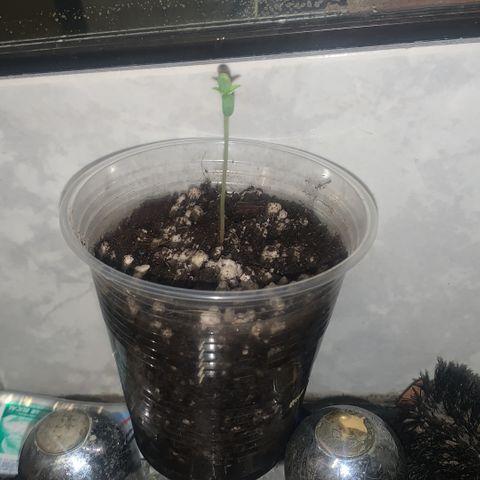 SOMANGO XL growlog timeline photo