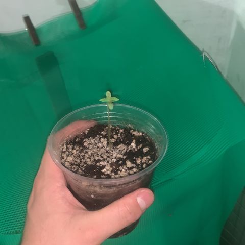 SOMANGO XL growlog timeline photo