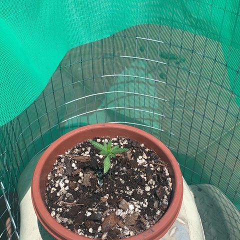 SOMANGO XL growlog photo: Con cambio de maceta y vegetación 