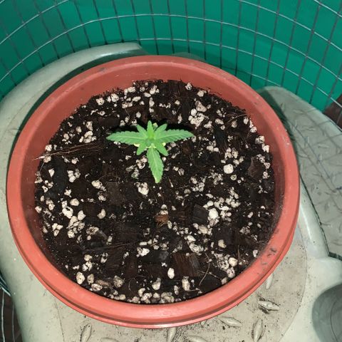 SOMANGO XL growlog timeline photo