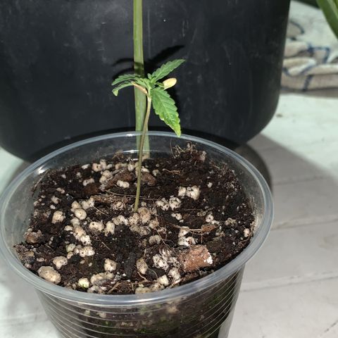 SOMANGO XL growlog timeline photo