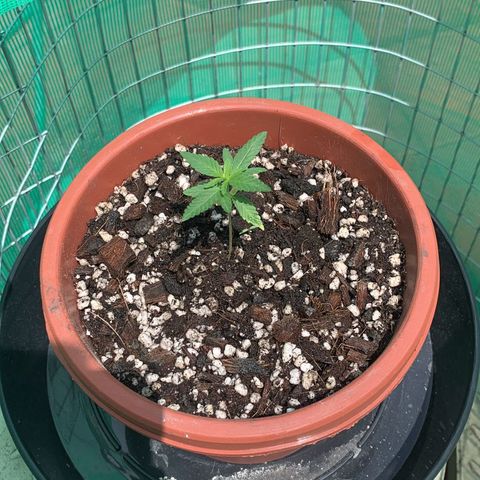 SOMANGO XL growlog photo: Regado con enraizante 0.5ml