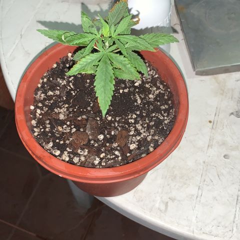 SOMANGO XL growlog timeline photo