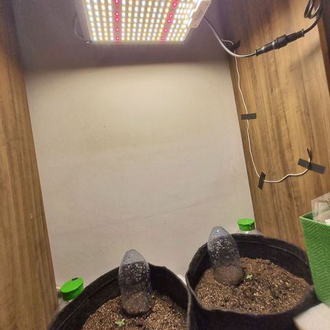Lemon Haze Auto growlog timeline photo