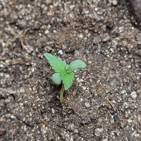 Lemon Haze Auto growlog timeline photo