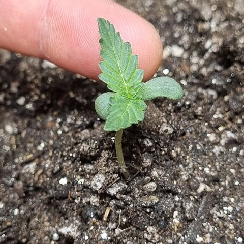 Lemon Haze Auto growlog timeline photo
