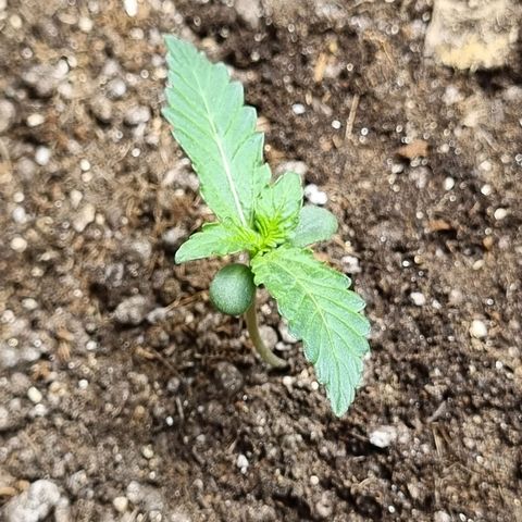 Lemon Haze Auto growlog timeline photo