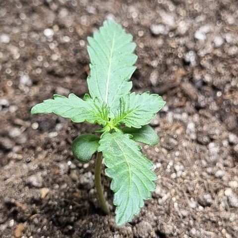 Lemon Haze Auto growlog timeline photo