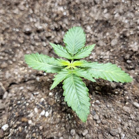 Lemon Haze Auto growlog timeline photo