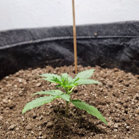 Lemon Haze Auto growlog timeline photo