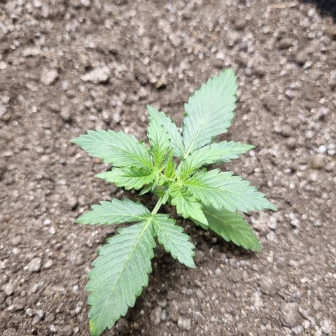 Lemon Haze Auto growlog timeline photo