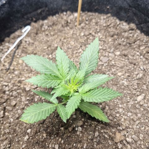 Lemon Haze Auto growlog timeline photo