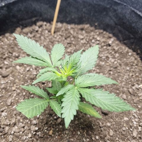 Lemon Haze Auto growlog timeline photo