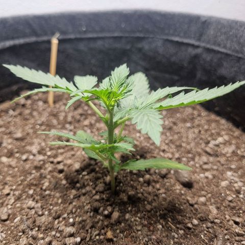 Lemon Haze Auto growlog timeline photo