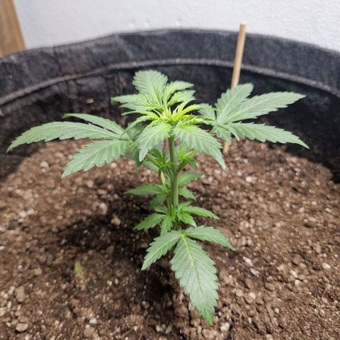 Lemon Haze Auto growlog timeline photo