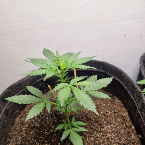 Lemon Haze Auto growlog timeline photo