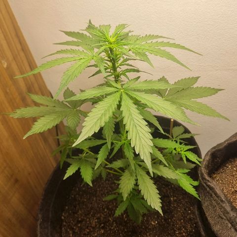 Lemon Haze Auto growlog timeline photo