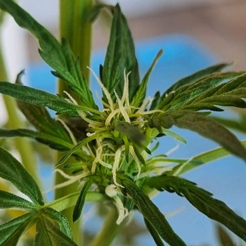 Lemon Haze Auto growlog timeline photo