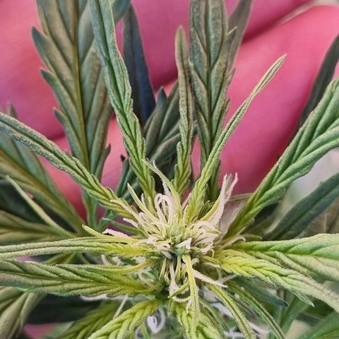 Lemon Haze Auto growlog timeline photo
