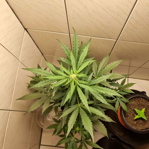 Lemon Haze Auto growlog timeline photo