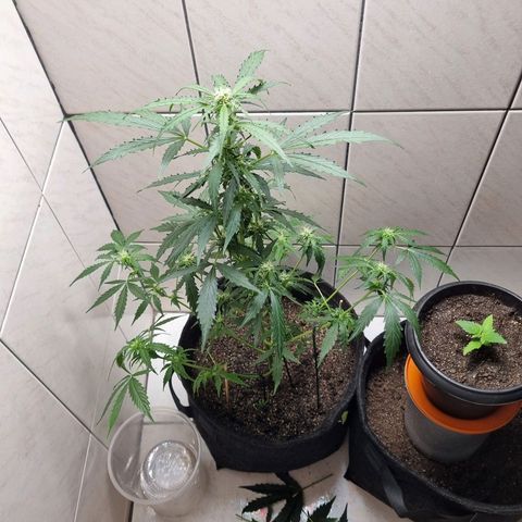 Lemon Haze Auto growlog timeline photo