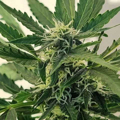Lemon Haze Auto growlog timeline photo