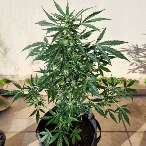 Lemon Haze Auto growlog timeline photo