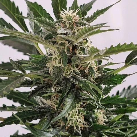 Lemon Haze Auto growlog timeline photo
