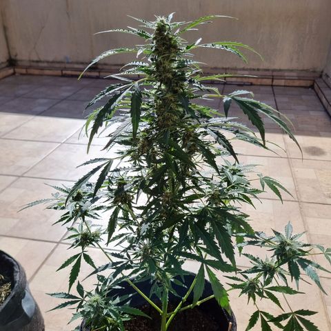 Lemon Haze Auto growlog timeline photo