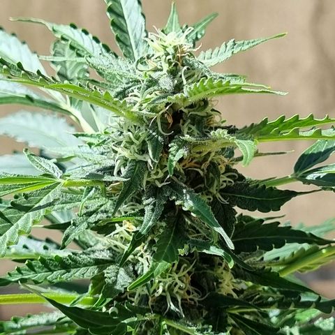 Lemon Haze Auto growlog timeline photo