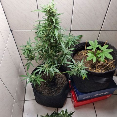 Lemon Haze Auto growlog timeline photo