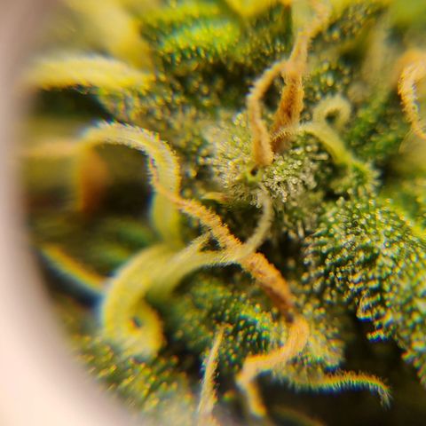 Lemon Haze Auto growlog timeline photo