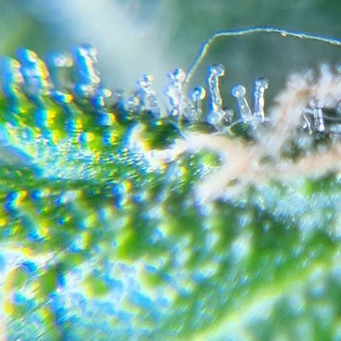 Lemon Haze Auto growlog timeline photo