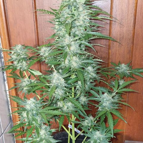 Lemon Haze Auto growlog timeline photo