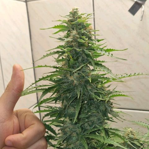 Lemon Haze Auto growlog timeline photo