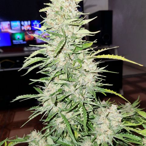 Lemon Haze Auto growlog timeline photo