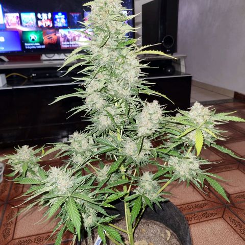 Lemon Haze Auto growlog timeline photo